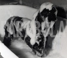 Foto vintage UK, Cane nella vasca da bagno, 1954, stampa 21x15 cm