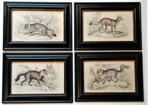 Collezione quattro stampe - di,