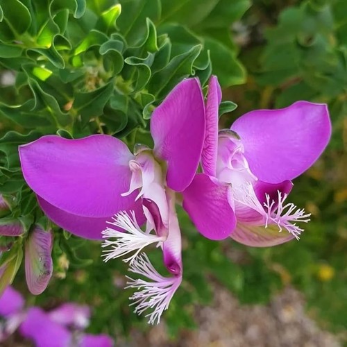 Polygala myrtifolia esterno - polygala,