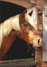 Cavalli gallesi pony 