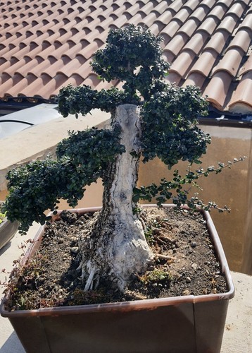 Bonsai olivastro tronco - bonsai,
