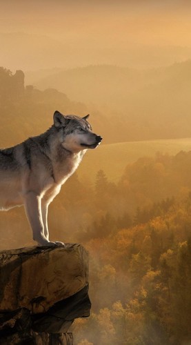 Lupo cecoslovacco wolf - cecoslovacco,
