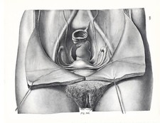 Stampa antica ANATOMIA