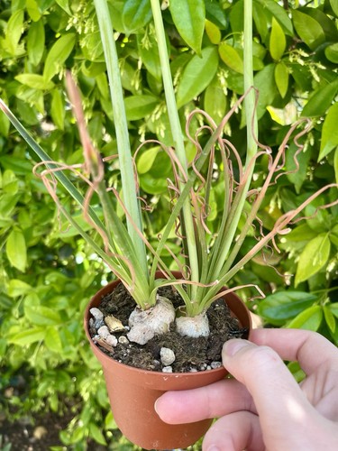 Albuca spiralis rara fiore - albuca,