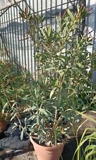 Pianta Di Oleandro In Vaso 45