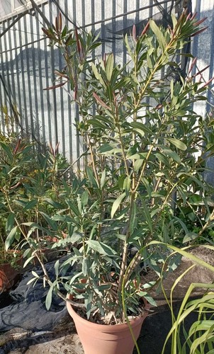 Pianta oleandro vaso 45 - di,