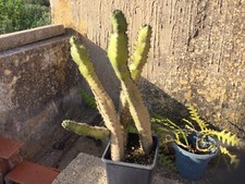 Cactus Grandi: 3 Eriocereus (