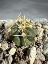 Uebelmannia buingii RNK55 - FORMA VERDE, radici proprie