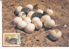 Sudafrica Ovest 1985 Uova di struzzo e pulcini 30c Maxi card special annullo ottime condizioni