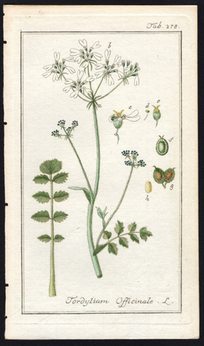 1800 johannes zorn - 1800, icones