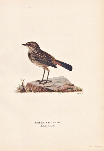 Bluethroat uccello uccelli - uccello,