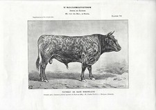 Stampa antica TORO di razza