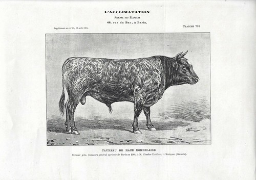 Stampa antica toro razza - antica, di