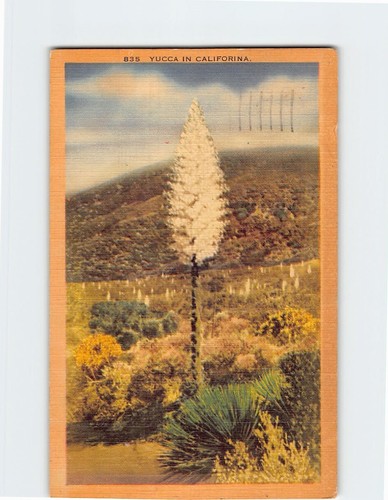 Yucca california usa - yucca,