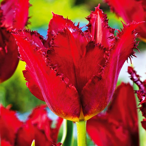 Tulipani bulbi fiori - tulipani,