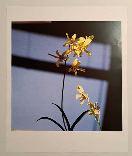 Poster robert mapplethorpe - poster,