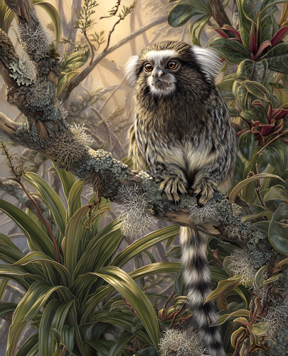Marmoset arroccato bromelia - marmoset,
