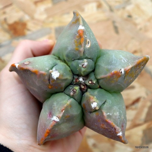 K286 astrophytum myriostigma - k286,