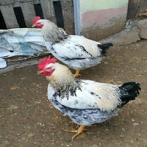 Uova fertili feconde - , robusta