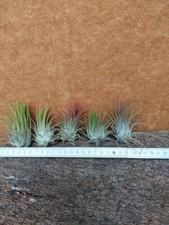 Tillandsia ionantha piante - ionantha,, 5
