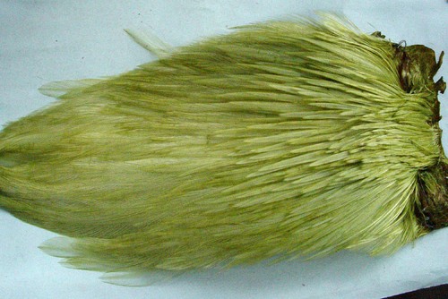 Collo gallo indiano olive - collo,