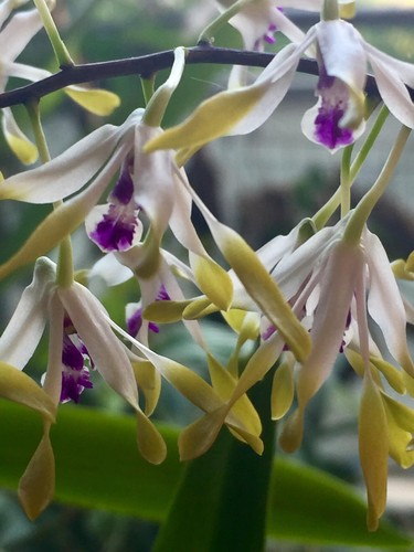 Dendrobium canaliculatum - , +