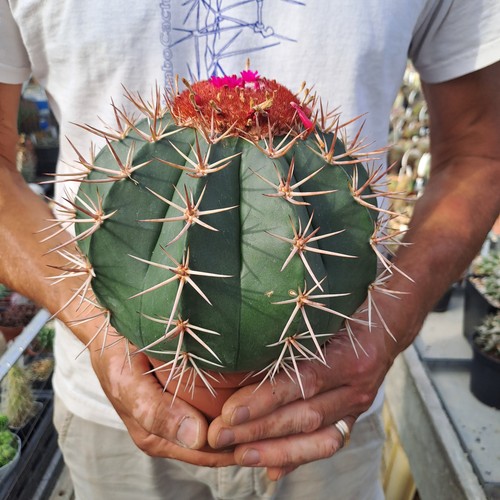 Melocactus bahiensis - , (brazil)