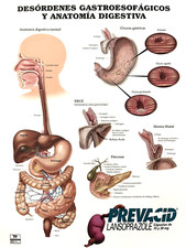 Anatomical Chart ~ Desordenes