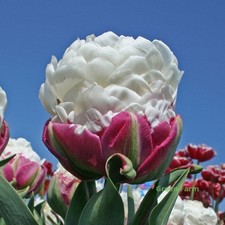 10 Bulbi Gelato Tulipano