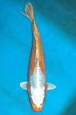 18-19" Beni Kikokuryu (Male)