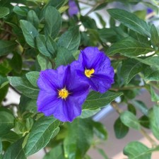 Pianta di Solanum Rantonetti