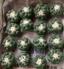 1pcs Coryphantha elephantidens norootstock cactus piante succulente