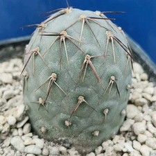 Tephrocactus Geometricus