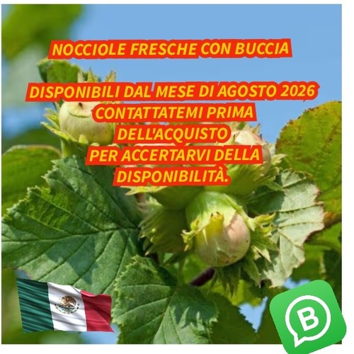 1kg nocciole fresche - nocciole, con