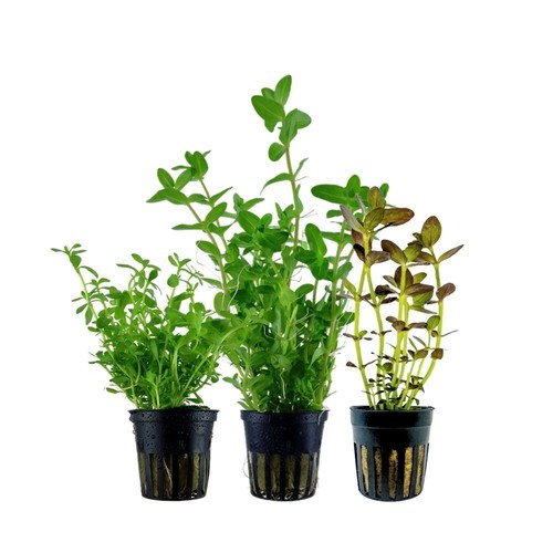 Bacopa set piante - bacopa,