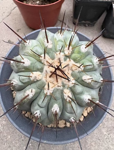 Rara pianta succulenta - , 9