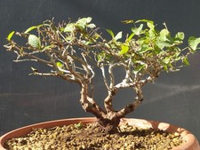 Bonsai Carpino Bianco 20x7cm In Vaso Pianta Interno Esterno Pre Bonsai Yamadori 