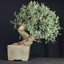 Ulivo Bonsai, Olea Europea