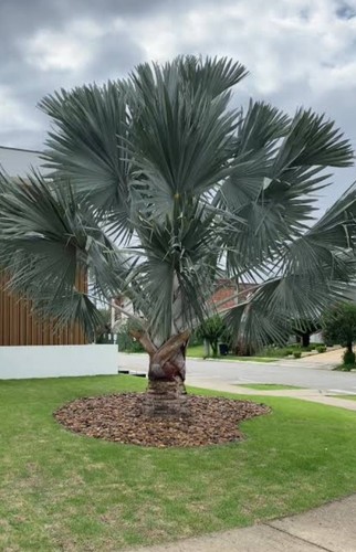 Bismarckia nobilis - bismarckia,