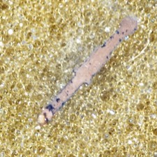 NOS PFANSTIEHL 593-D7 Needle