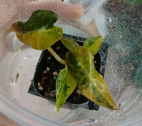 Alocasia bambino aurea - alocasia,