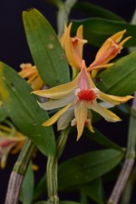 Dendrobium schrautii orchidea
