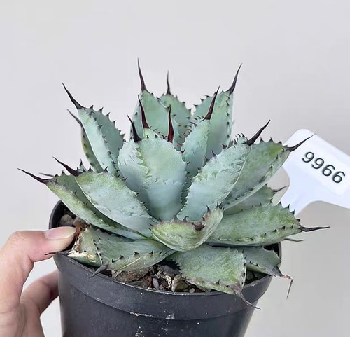 Vaso agave macroacntha x - agave,