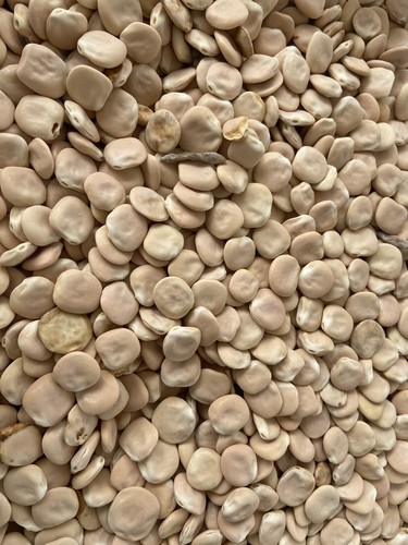 Lupini secchi salentini non - lupini,
