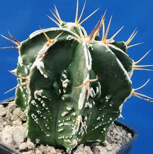 Astrophytum ornatum hakujo - ornatum, x