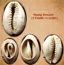 A Cowry Shell (Shell Money) -