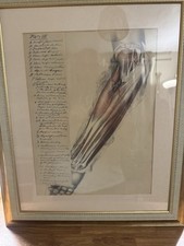 Framed Antique Anatomy