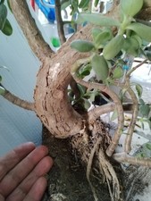 Albero di giada - Pianta