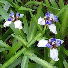 Neomarica gracilis WALKING