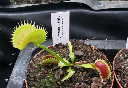 Dionaea muscipula big - dionaea, "big